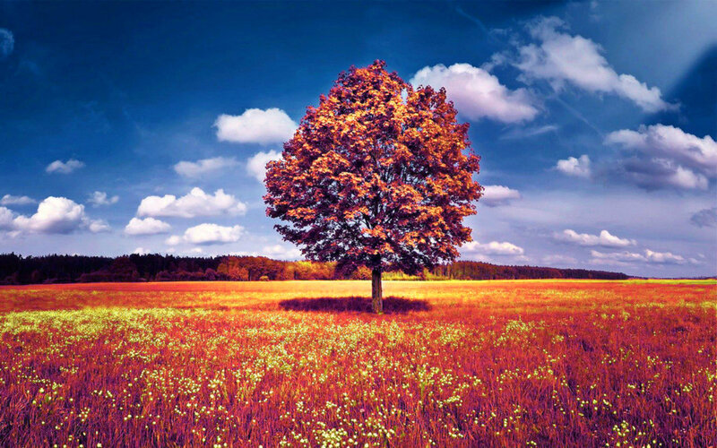 Solitary Tree in Field — Blue, Serene, Autumn, Photograph, Sky