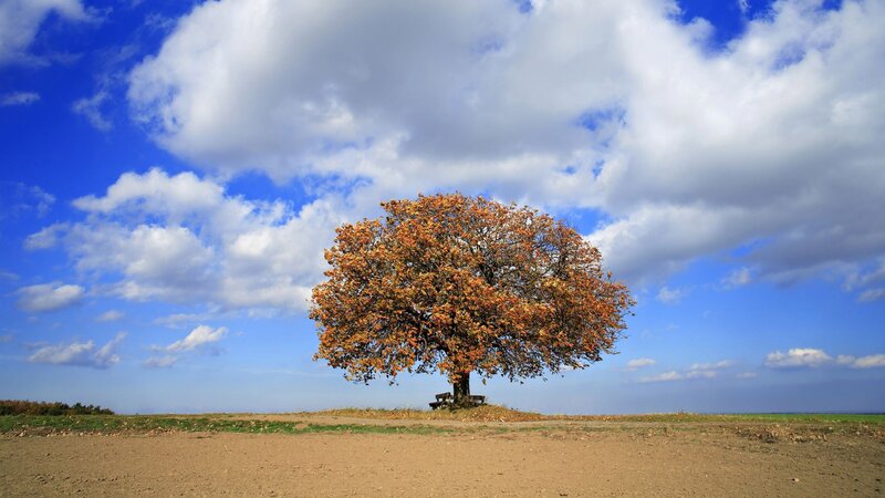 Solitary Tree in Field — Blue, Serene, Autumn, Photograph