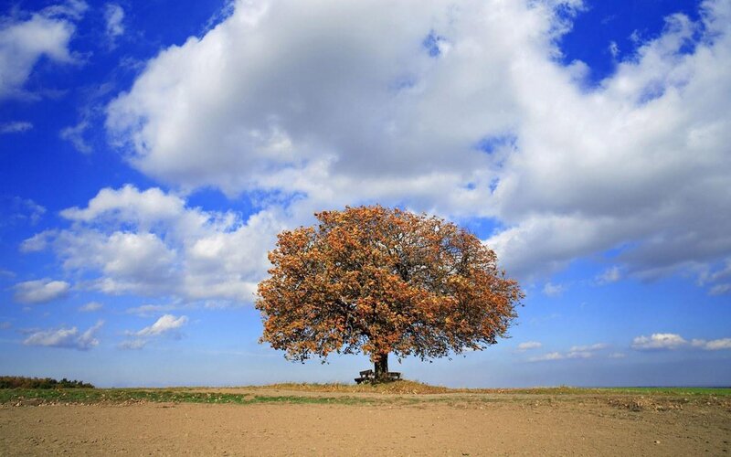Solitary Tree in Field — Blue, Serene, Autumn