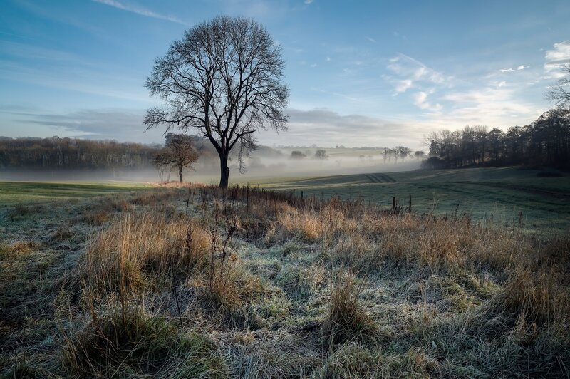 Solitary Tree in Field — Blue, Serene, Morning, Photograph, Frost