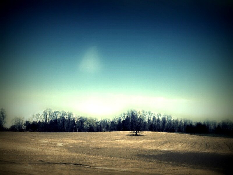 Solitary Tree in Field — Blue, Serene, Morning, Photograph, Trees