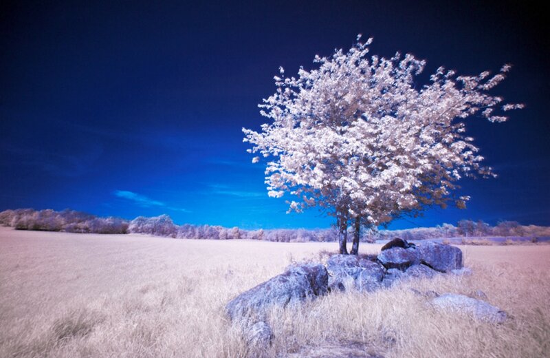 Solitary Tree in Field — Blue, Serene, Night