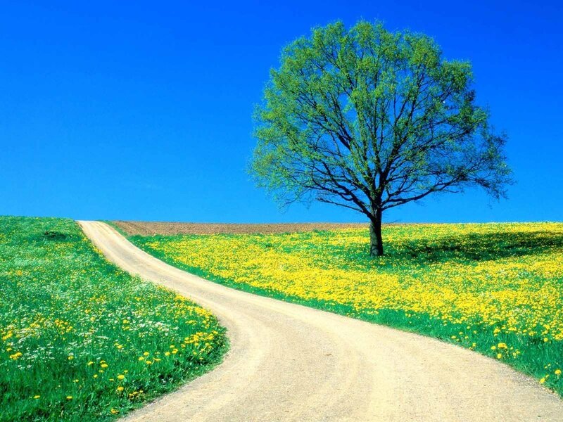 Solitary Tree in Field — Blue, Serene, Spring