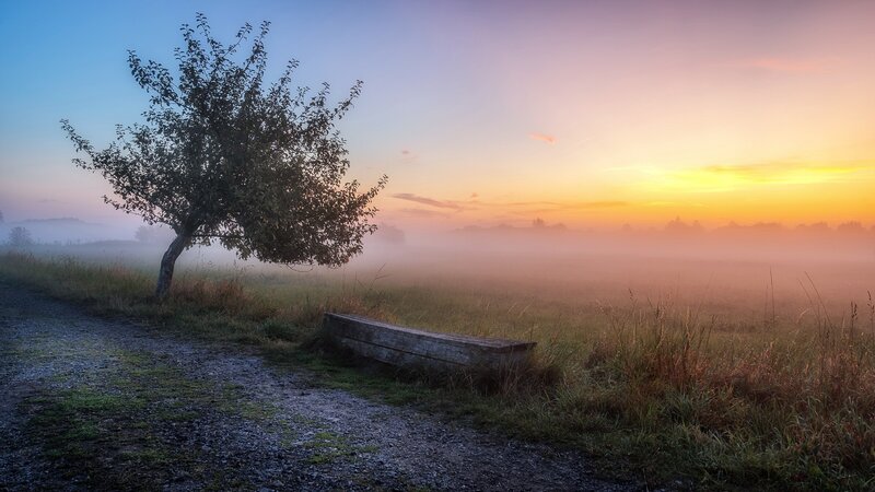 Solitary Tree in Field — Blue, Serene, Sunrise, Photograph, Bench