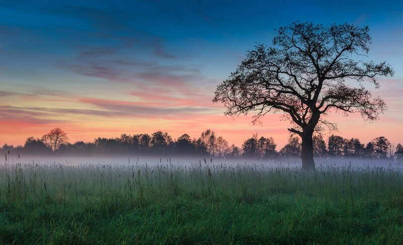 Solitary Tree in Field — Blue, Serene, Sunrise, Photograph
