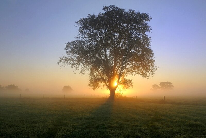 Solitary Tree in Field — Blue, Serene, Sunrise