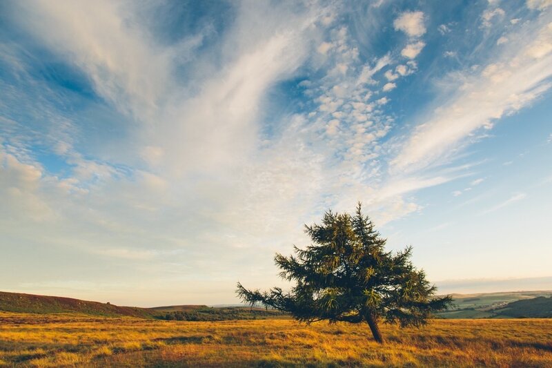 Solitary Tree in Field — Blue, Serene, Sunset, Photograph, Hills