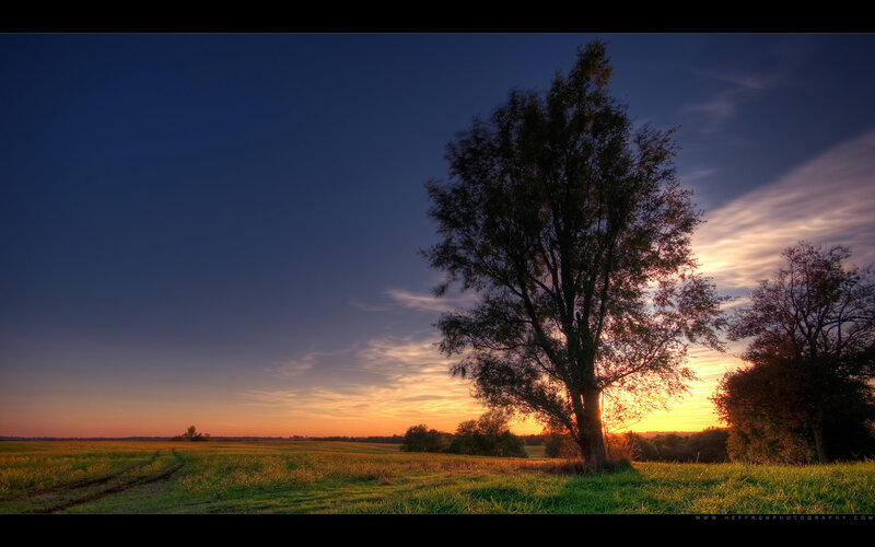 Solitary Tree in Field — Blue, Serene, Sunset, Photograph, Sky, Trees, Orange