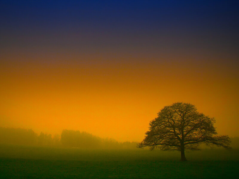 Solitary Tree in Field — Blue, Serene, Sunset