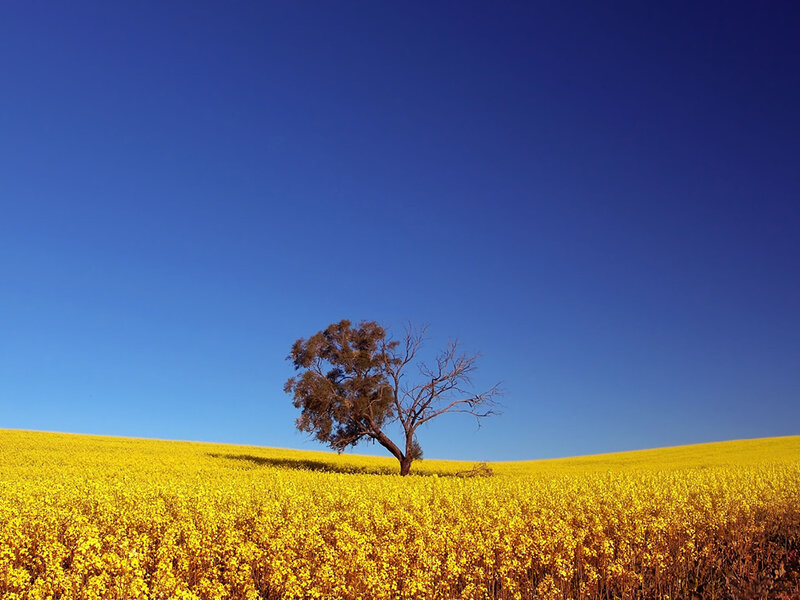 Solitary Tree in Field — Blue, Serene