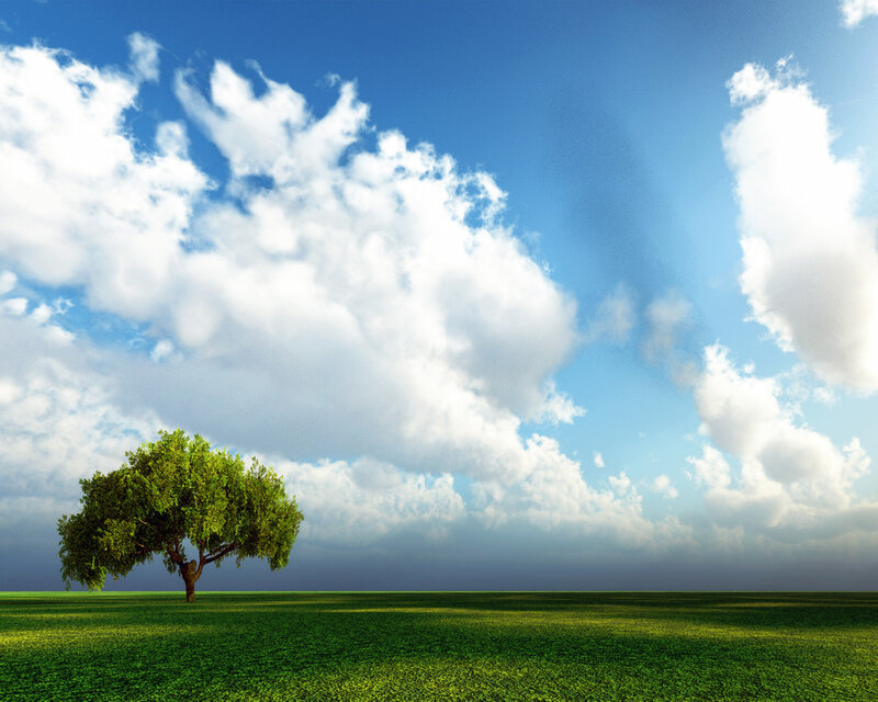 Solitary Tree in Field — Blue, White