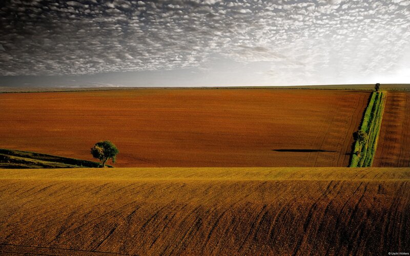 Solitary Tree in Field — Brown, Dramatic, Afternoon, Photograph, Clouds, Green