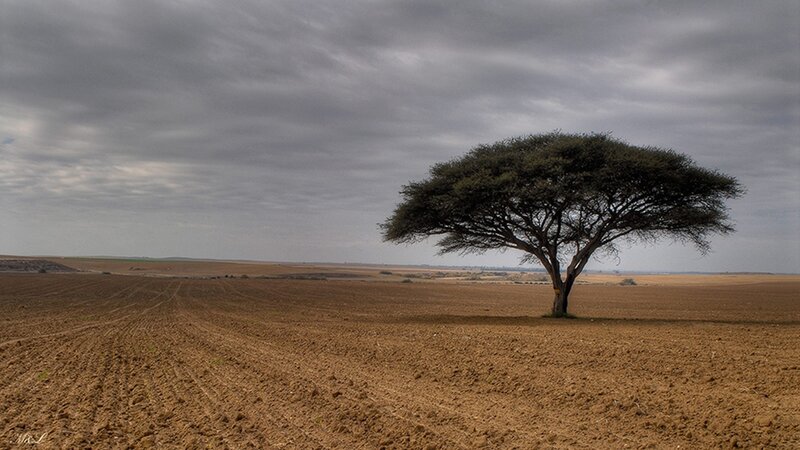 Solitary Tree in Field — Brown, Dramatic, Afternoon, Photograph
