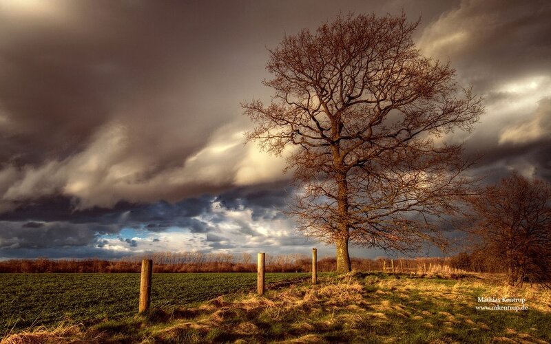 Solitary Tree in Field — Brown, Dramatic, Autumn, Photograph, Clouds