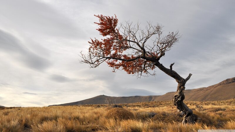Solitary Tree in Field — Brown, Dramatic, Autumn, Photograph