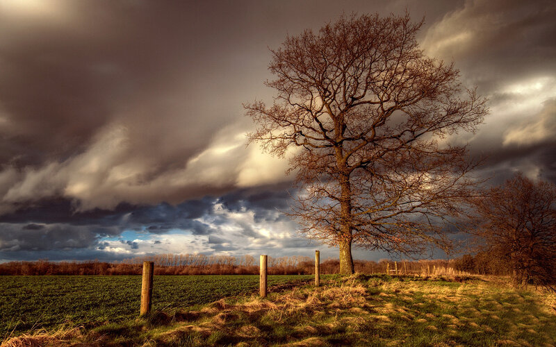 Solitary Tree in Field — Brown, Dramatic, Autumn