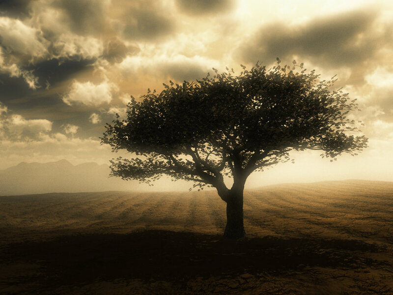 Solitary Tree in Field — Brown, Dramatic, Sunset, Digital Art