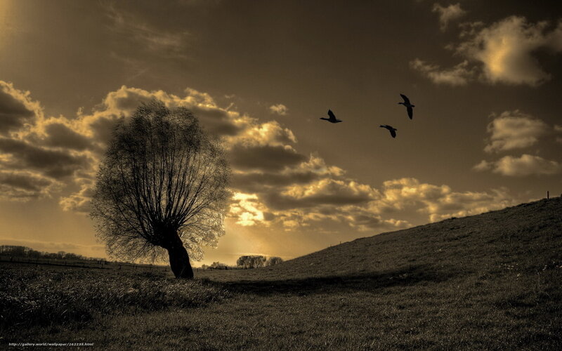 Solitary Tree in Field — Brown, Dramatic, Sunset, Photograph