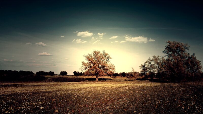 Solitary Tree in Field — Brown, Dramatic, Sunset, Photograph, Trees, Sky