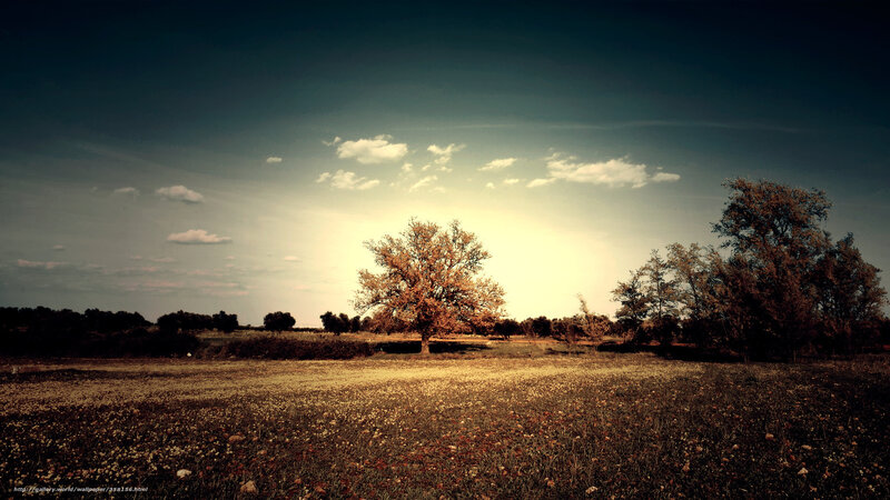 Solitary Tree in Field — Brown, Dramatic, Sunset, Photograph, Trees