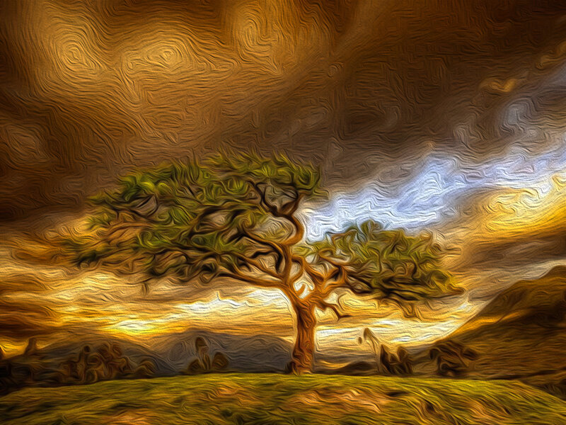 Solitary Tree in Field — Brown, Dramatic, Sunset