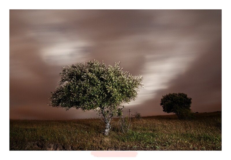 Solitary Tree in Field — Brown, Dramatic