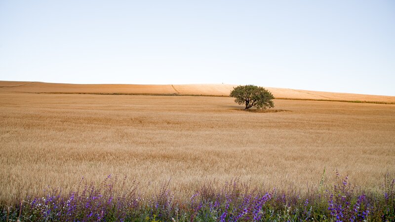 Solitary Tree in Field — Brown, Serene, Afternoon, Photograph, Hills