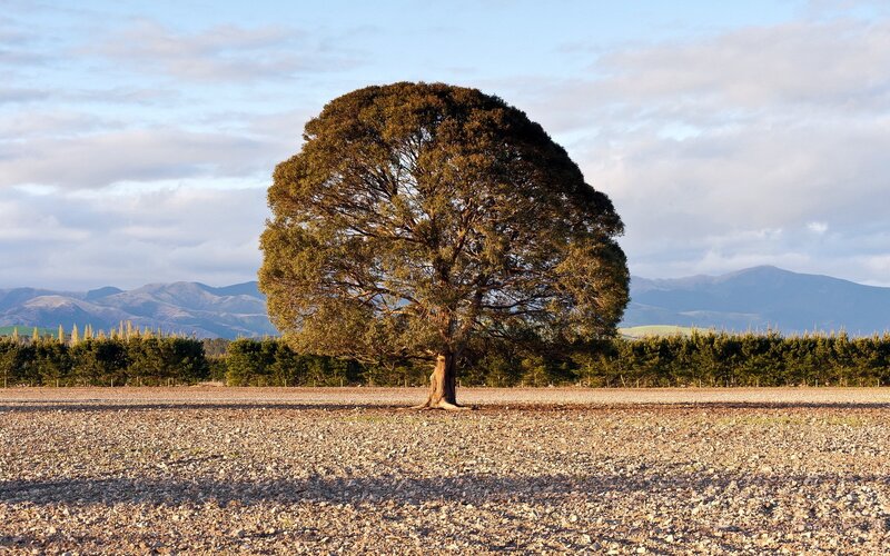 Solitary Tree in Field — Brown, Serene, Afternoon, Photograph, Mountains, Sky