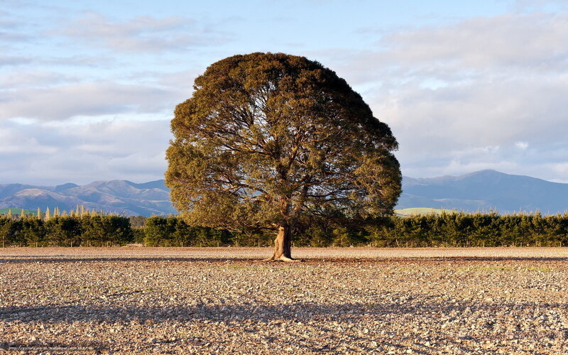 Solitary Tree in Field — Brown, Serene, Afternoon, Photograph, Mountains