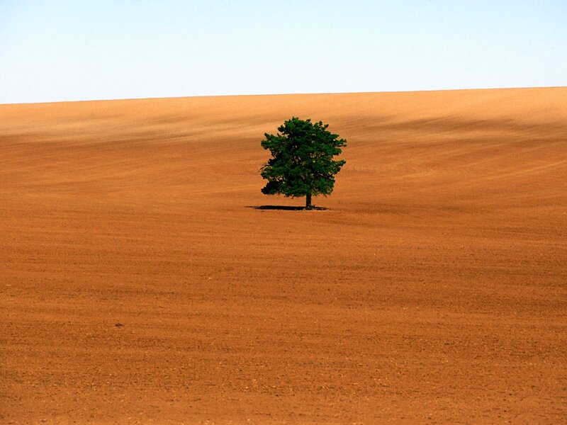 Solitary Tree in Field — Brown, Serene, Afternoon, Photograph, Sky
