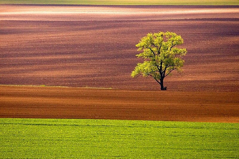 Solitary Tree in Field — Brown, Serene, Afternoon, Photograph
