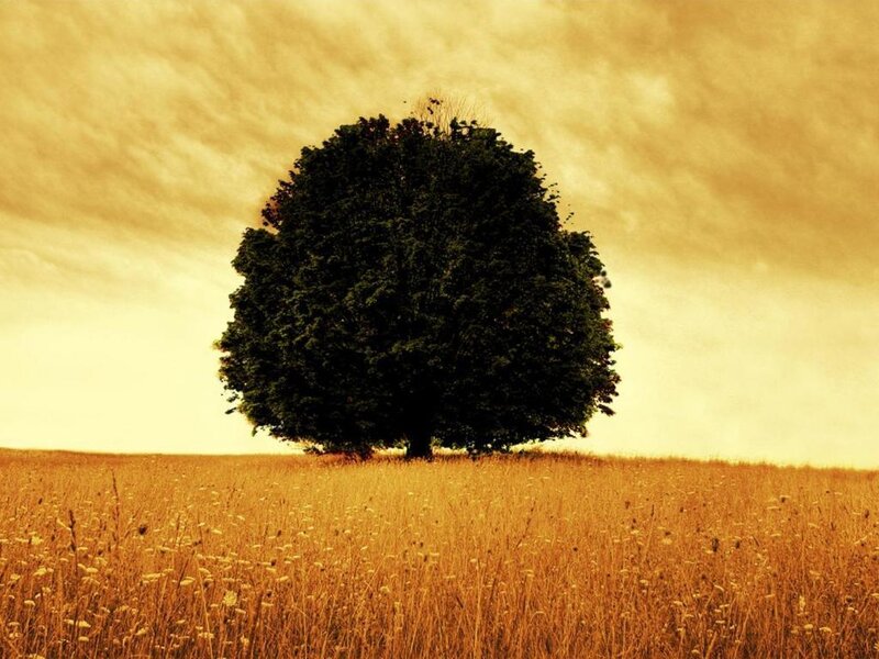Solitary Tree in Field — Brown, Serene, Afternoon
