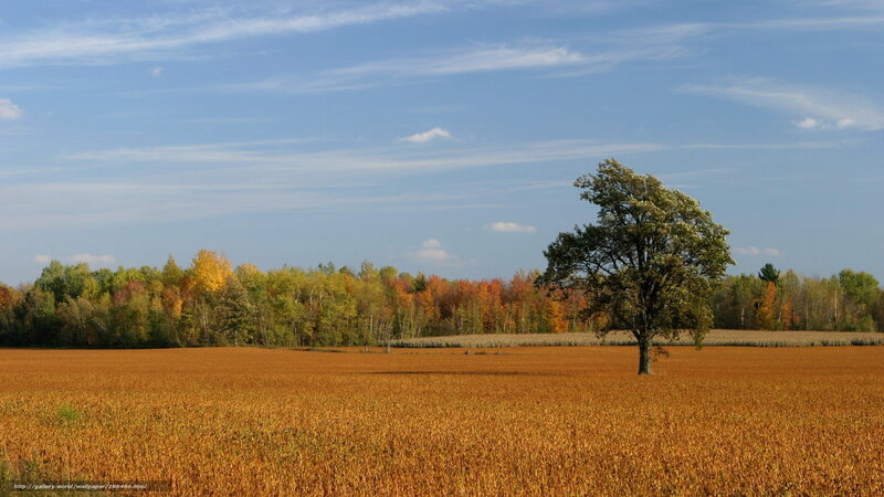 Solitary Tree in Field — Brown, Serene, Autumn, Photograph