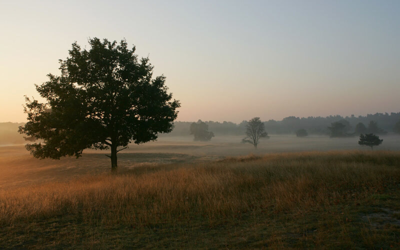 Solitary Tree in Field — Brown, Serene, Morning, Photograph, Trees