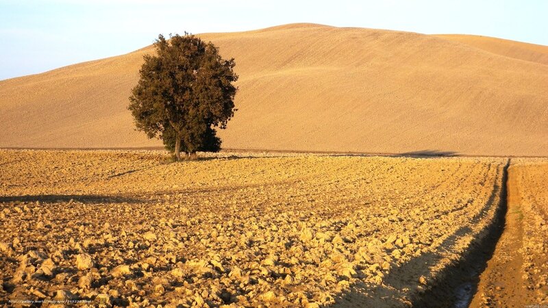 Solitary Tree in Field — Brown, Serene, Sunset, Photograph, Plowed Field