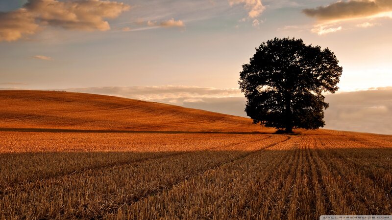 Solitary Tree in Field — Brown, Serene, Sunset