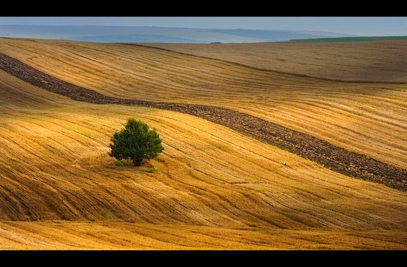 Solitary Tree in Field — Brown, Serene