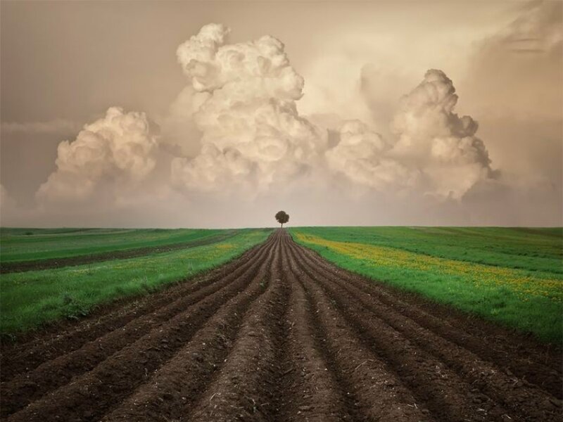 Solitary Tree in Field — Brown