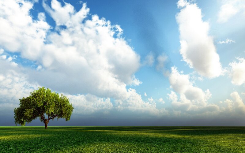 Solitary Tree in Field — Clouds, White