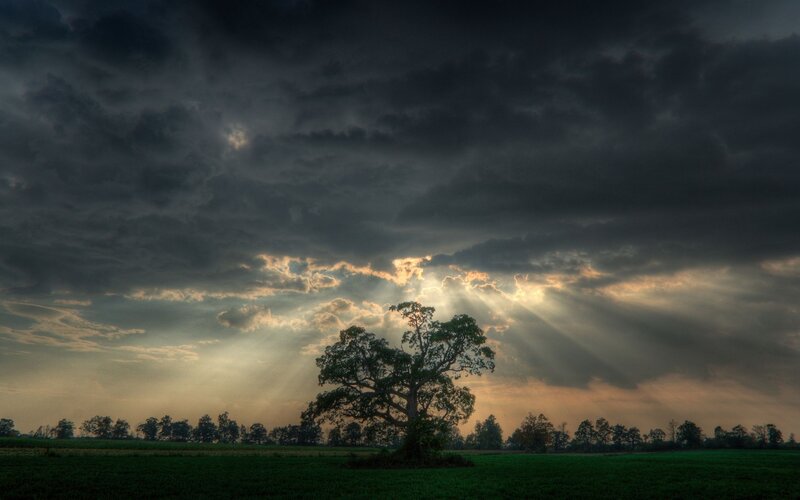 Solitary Tree in Field — Dramatic, Sunbeams