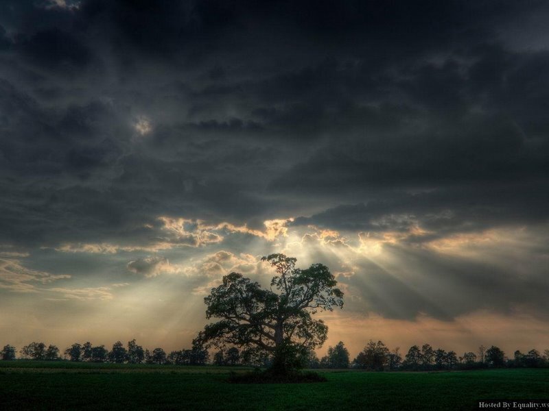 Solitary Tree in Field — Dramatic, Sunlight
