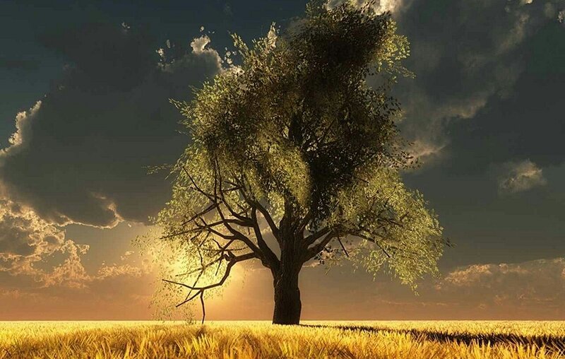 Solitary Tree in Field — Gold, Dramatic, Sunset