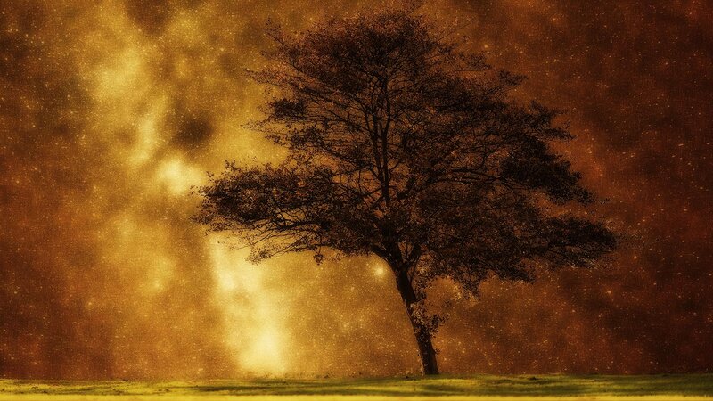 Solitary Tree in Field — Gold, Dramatic