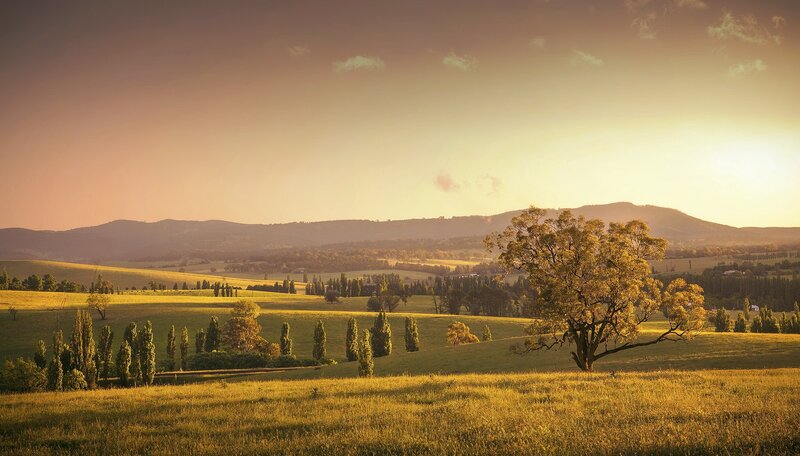 Solitary Tree in Field — Gold, Serene, Sunset, Photograph, Hills