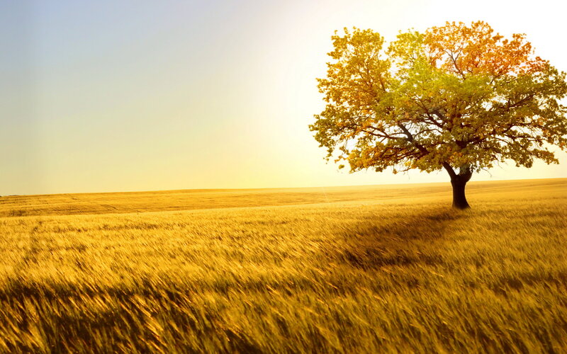 Solitary Tree in Field — Gold, Serene, Sunset