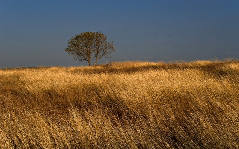 Solitary Tree in Field — Gold, Serene