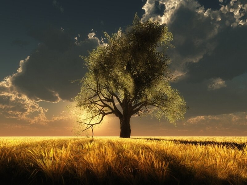 Solitary Tree in Field — Gold