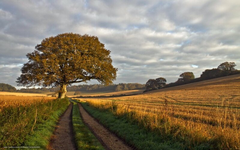 Solitary Tree in Field — Golden