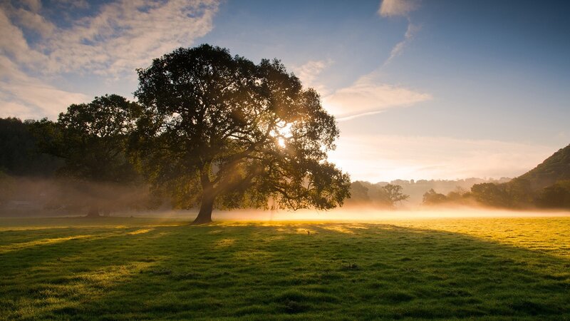 Solitary Tree in Field — Grass