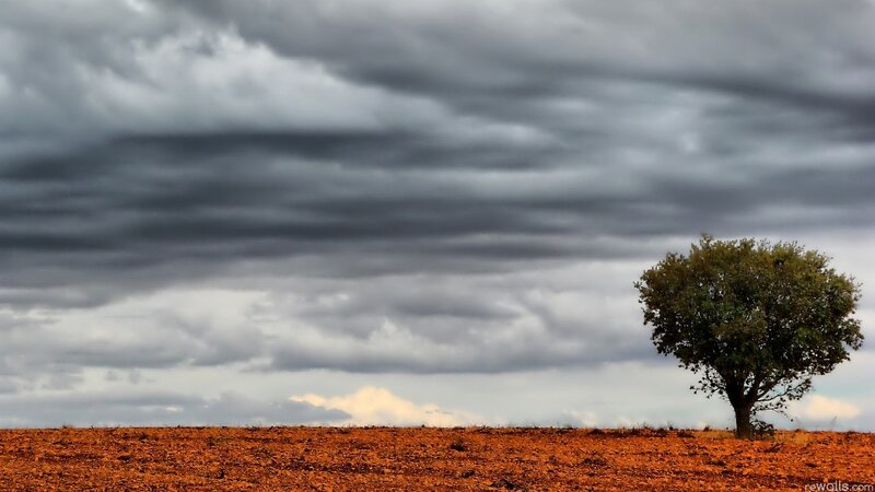 Solitary Tree in Field — Gray, Dramatic, Photograph, Clouds